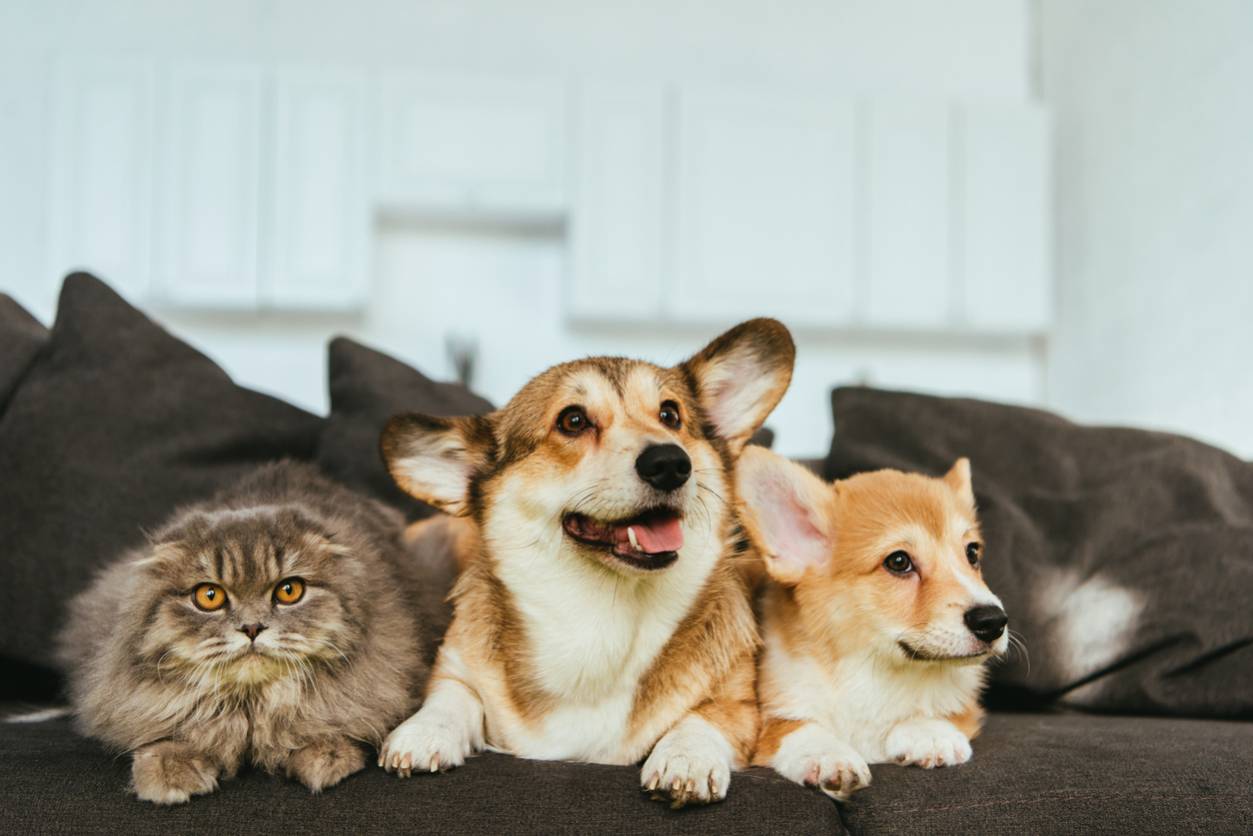 featured image for what upholstery is not pet-friendly