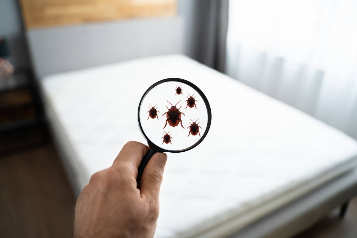 How Do Bed Bugs Get In Your Bed?