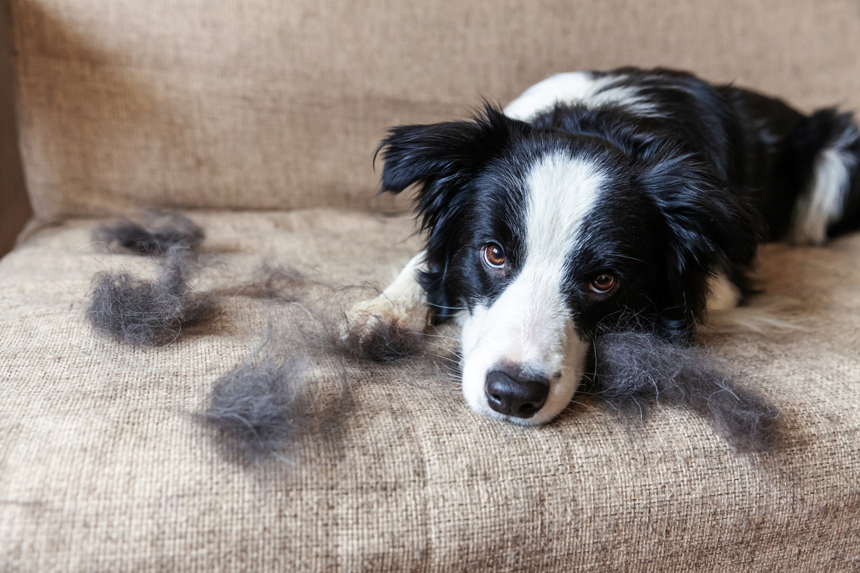 Minimizing Pet Hair on Furniture and Carpets